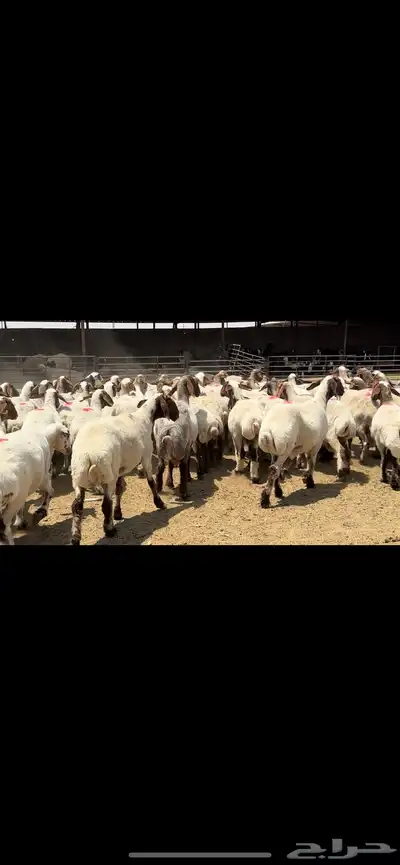غنم نعيم مراح فاخرة للبيع 0