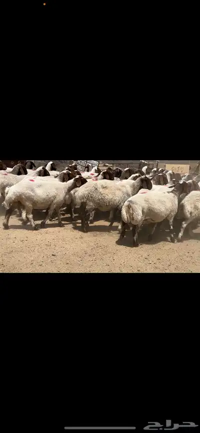 غنم نعيم مراح فاخرة للبيع 4