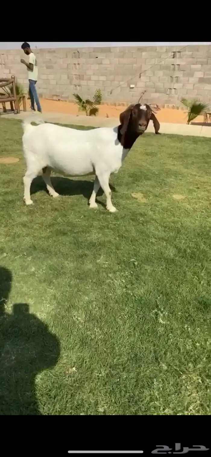عنز بورقوت خصم الخصم. تم البيع 1