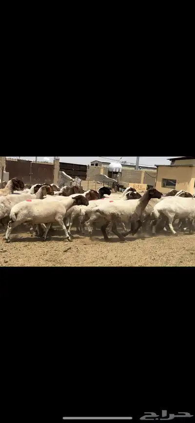 غنم نعيم مراح فاخرة للبيع 2