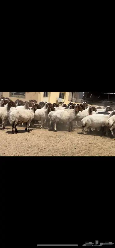 غنم نعيم مراح فاخرة للبيع 11