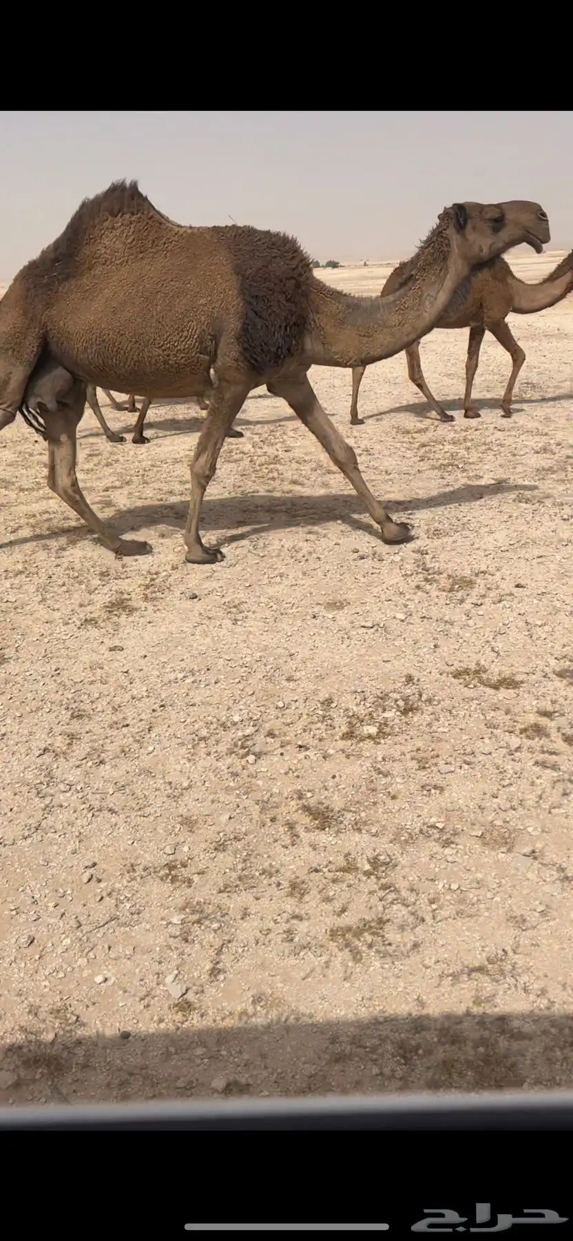 خلفه صفرا 1