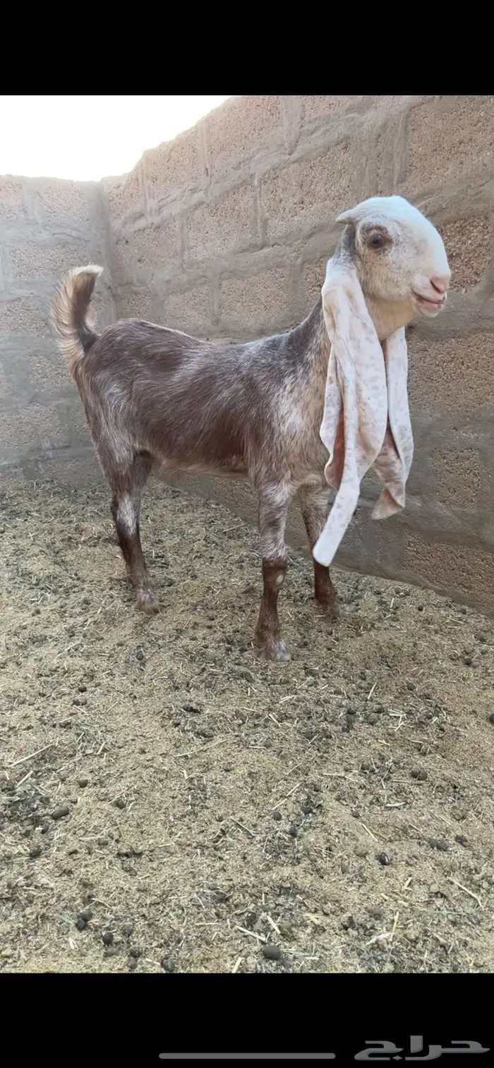 جفره هولنديه 0