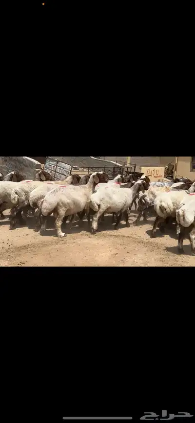 غنم نعيم مراح فاخرة للبيع 9