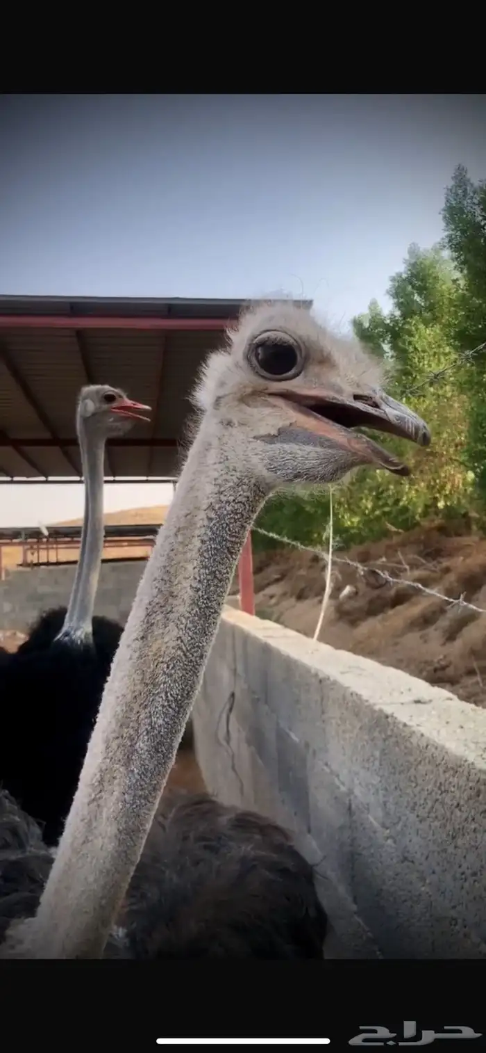 بيض ن ع ا م مخصب 1