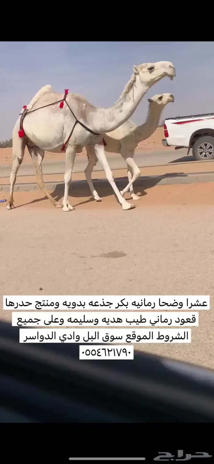 خلفه وضحا بكر جذعه تحتها قعود 0