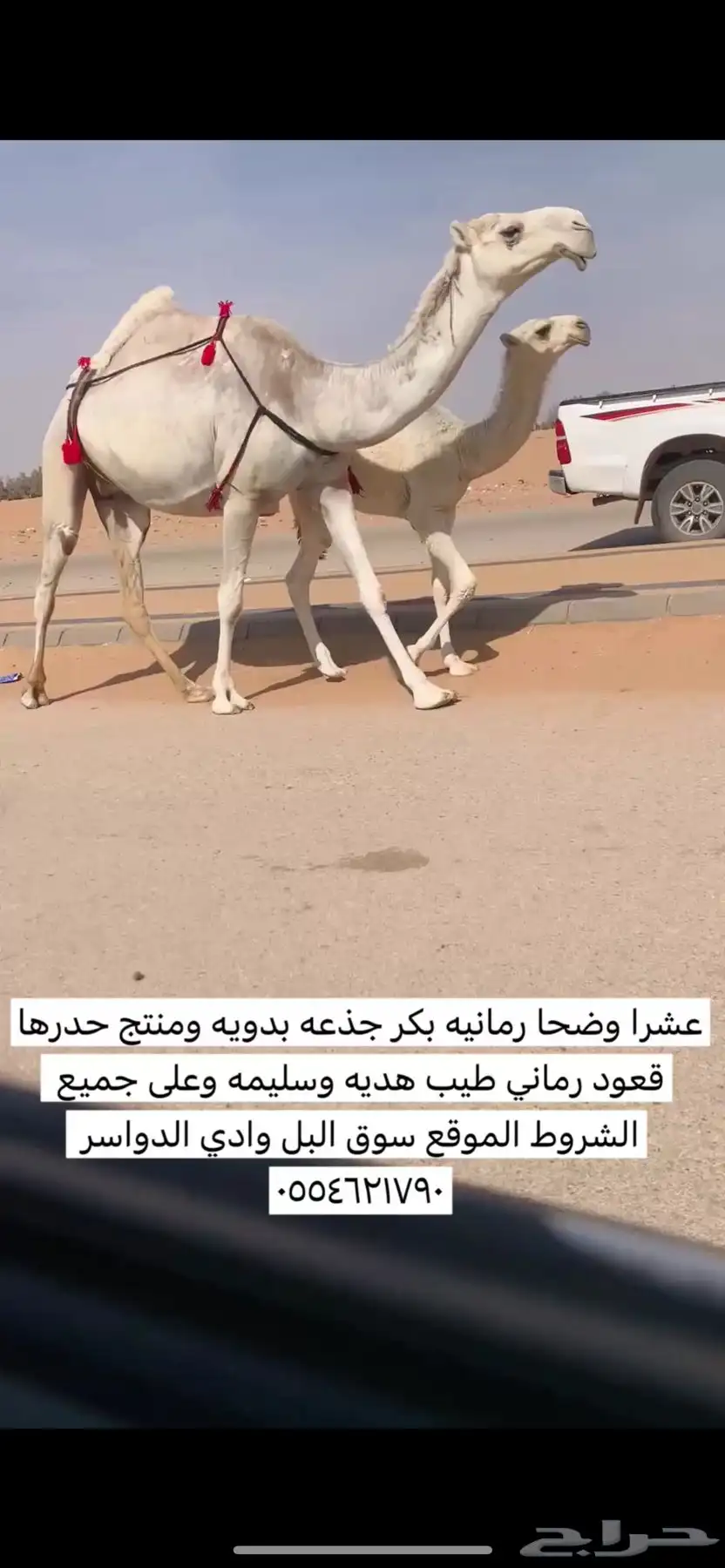 خلفه وضحا بكر جذعه تحتها قعود 0