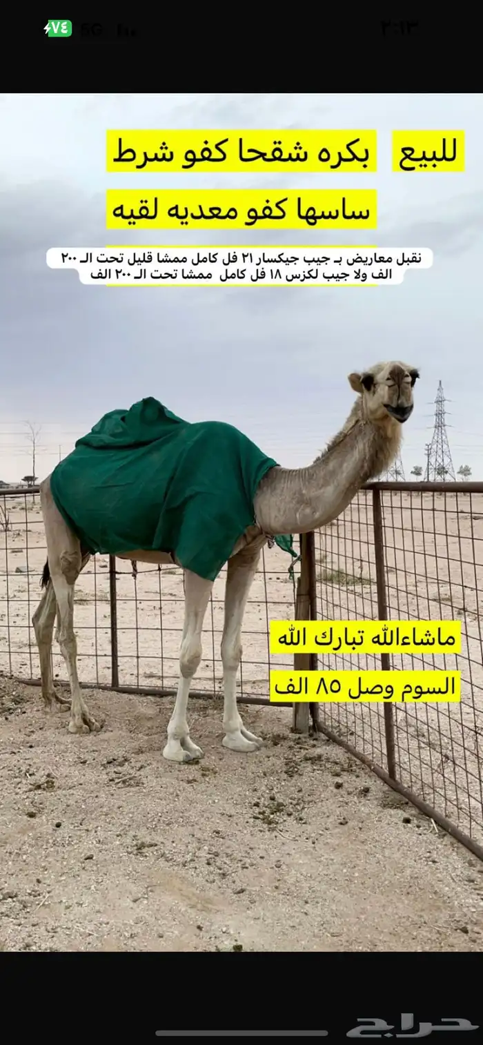 الابل 0