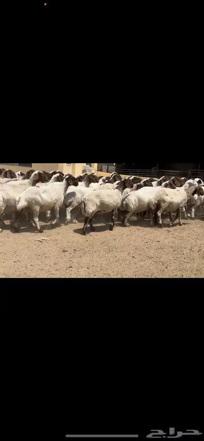 غنم نعيم مراح فاخرة للبيع 8