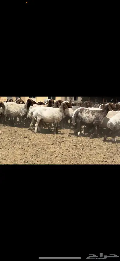 غنم نعيم مراح فاخرة للبيع 3