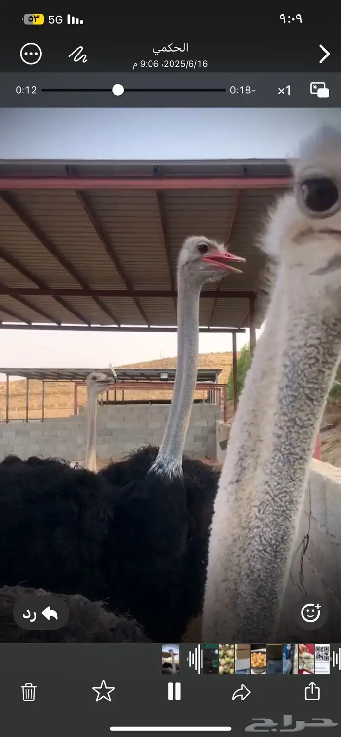 بيض ن ع ا م مخصب 0