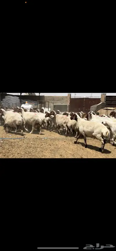 غنم نعيم مراح فاخرة للبيع 5