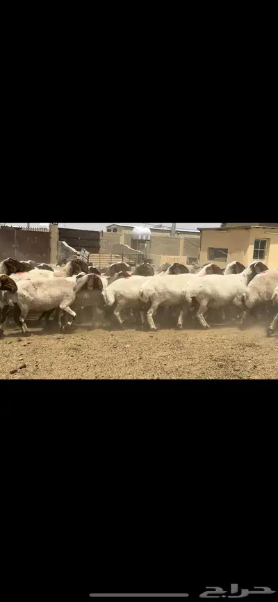 غنم نعيم مراح فاخرة للبيع 6