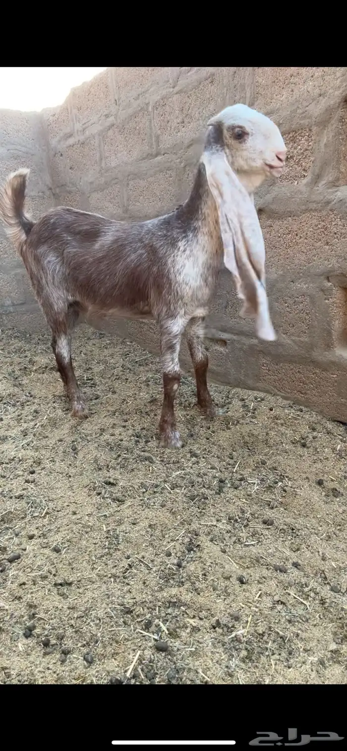 جفره هولنديه 1