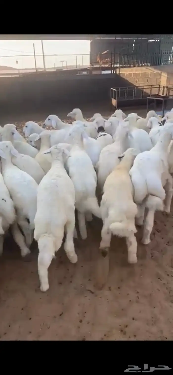 بهم حري خرفان طيب وعضامه طيبه 1
