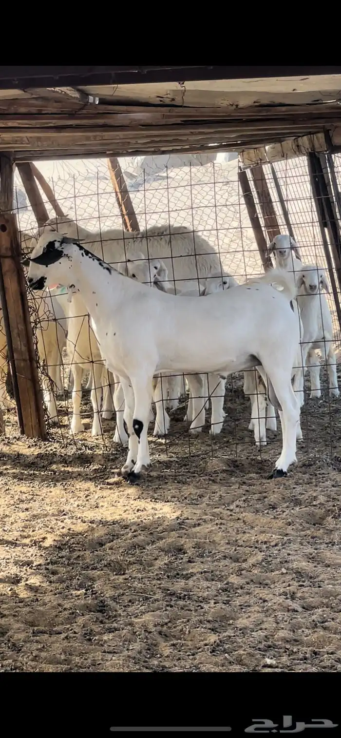 مشروع فحل بيشي   تم البيع 1