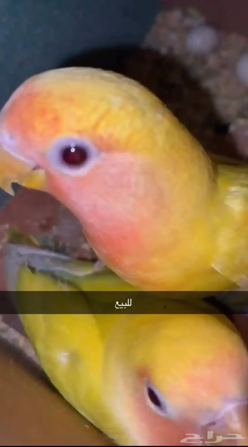 للبيع فروخ الي له خاطر يكلمني وتساب 0
