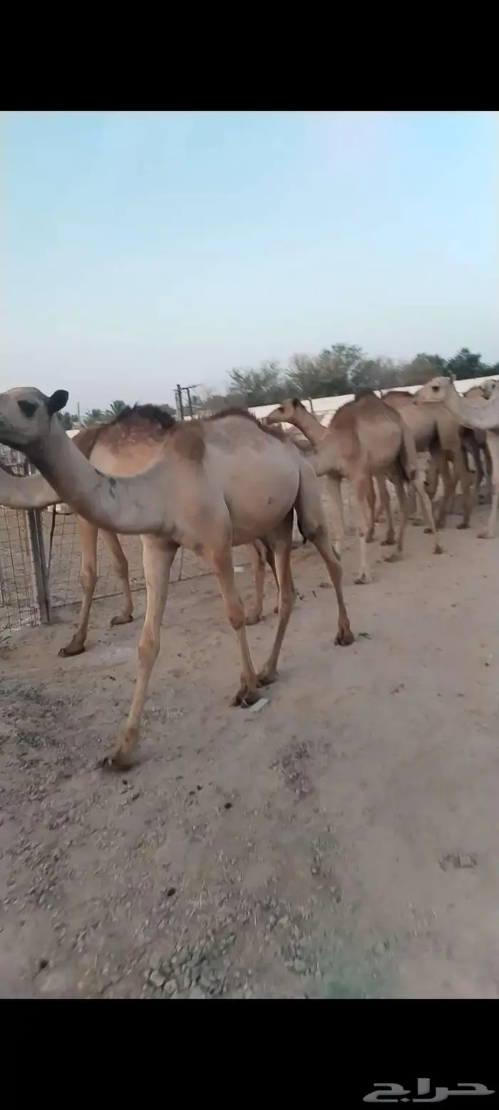 قعدان صومالي مفاريد تبارك الله 4