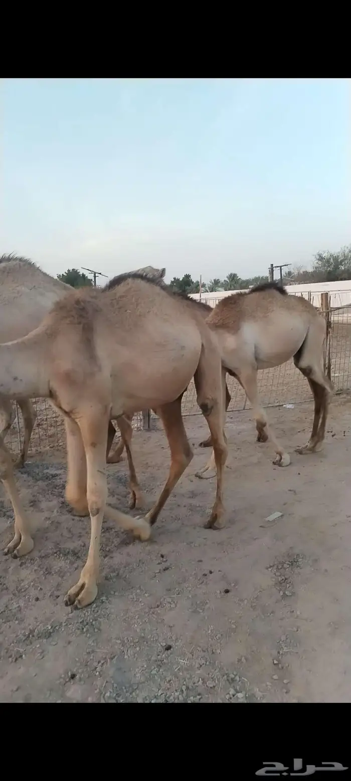 قعدان صومالي مفاريد تبارك الله 0