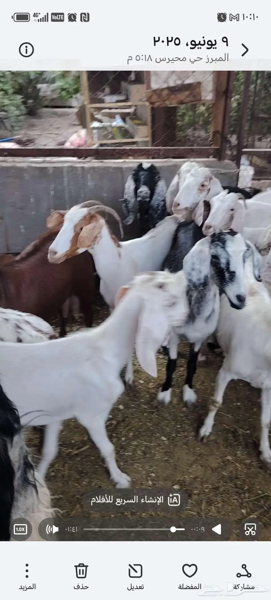 14 معزاء 0