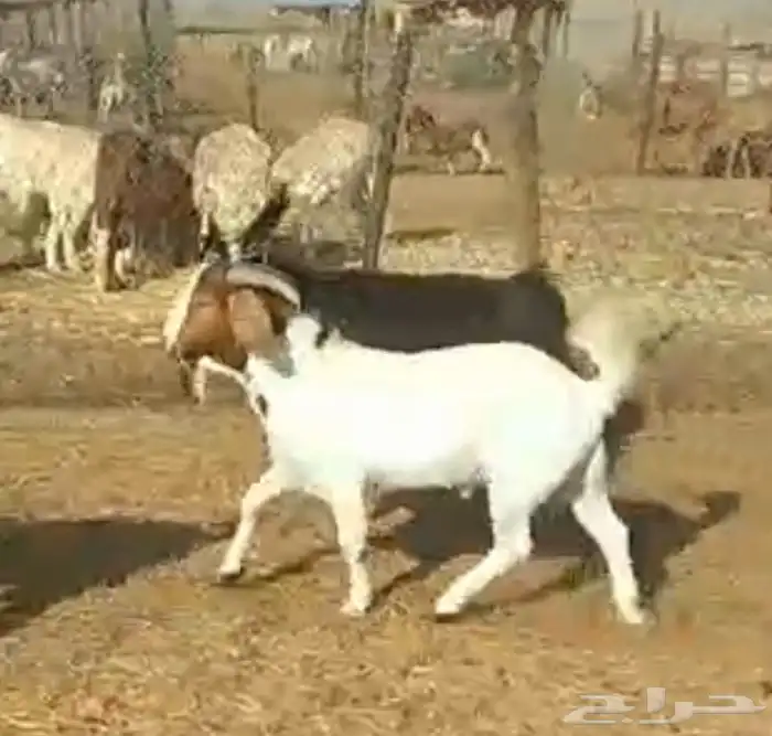 تيوس بيور دم صافي بورقت 0