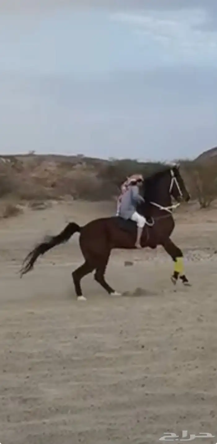 حصان شعبي كفوو منوه القاني 5