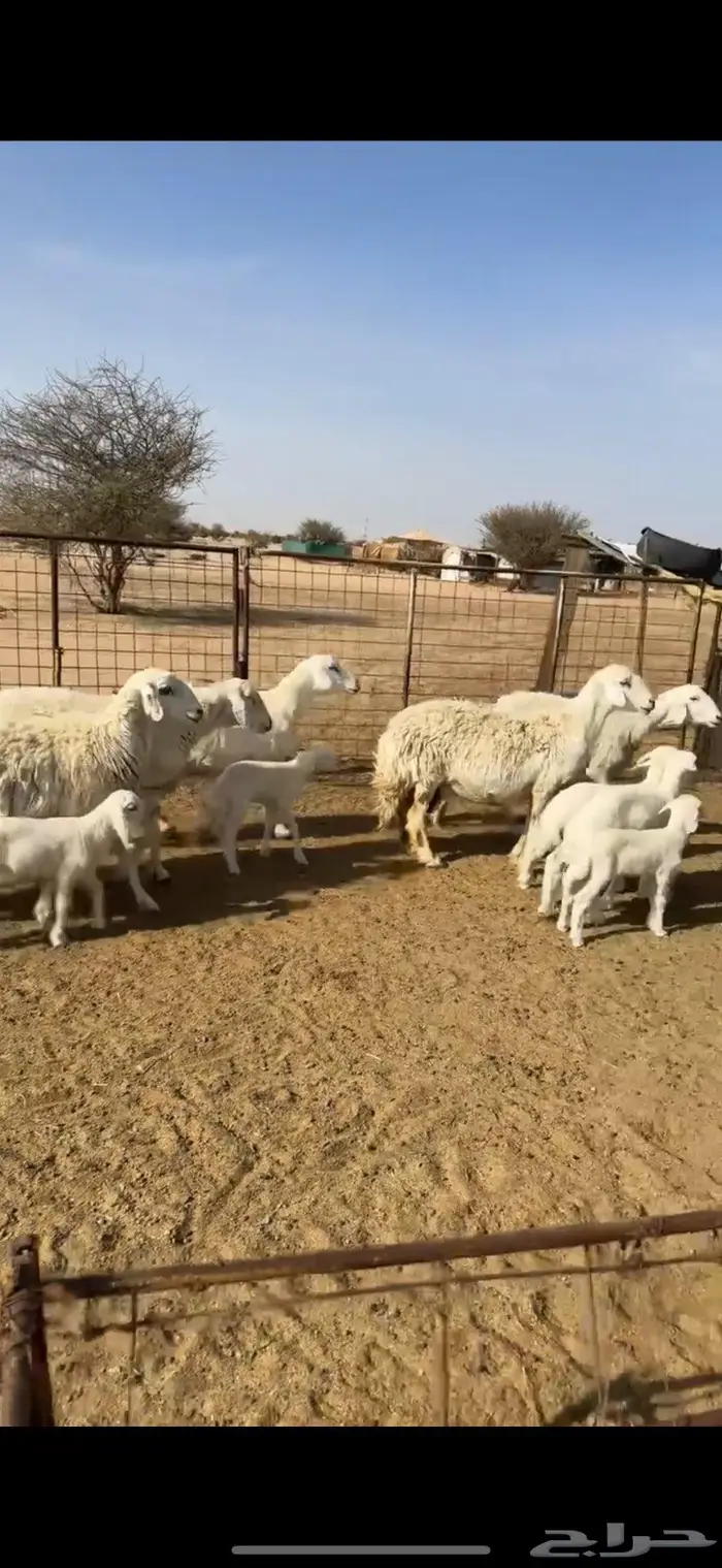 غنم خلفات طيبه للبيع 0