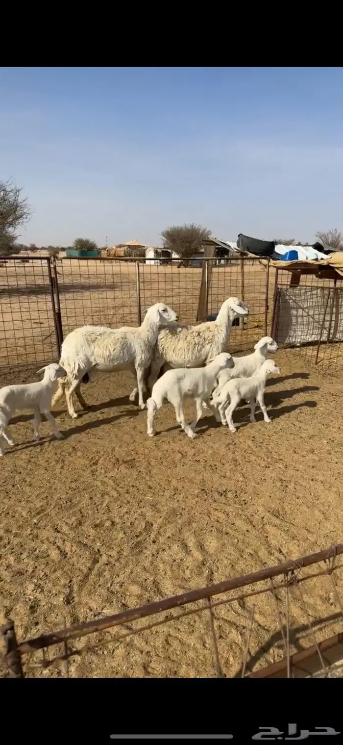 غنم خلفات طيبه للبيع 1