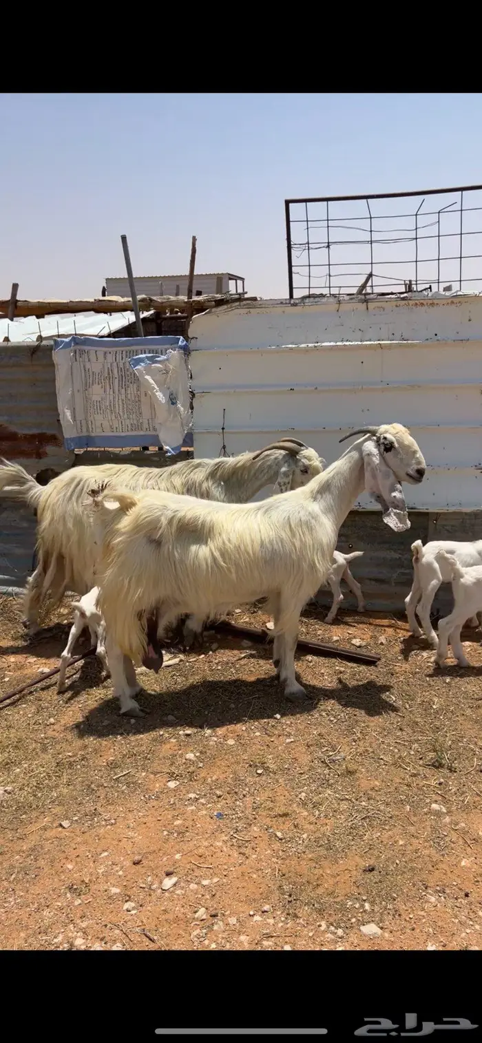 للبيع معزا مطوره طيبه 0