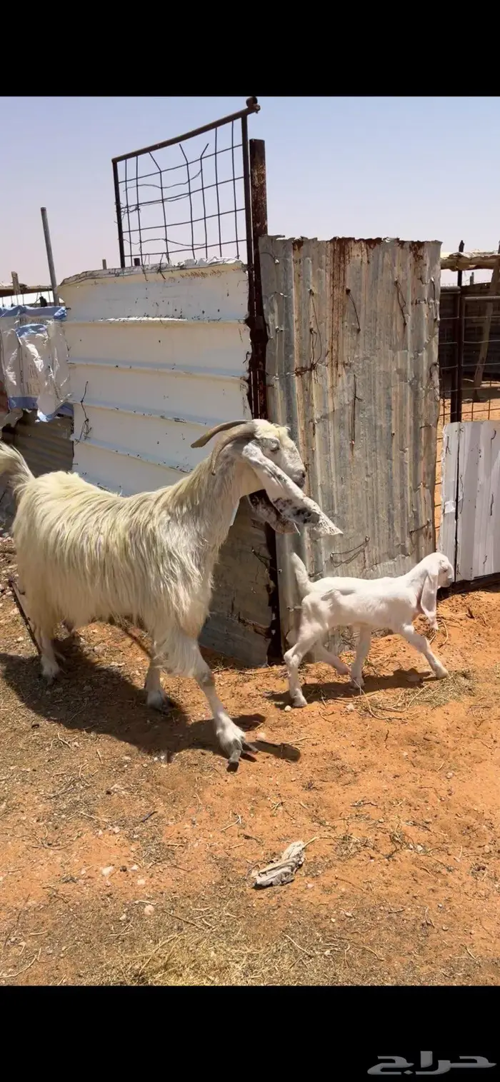 للبيع معزا مطوره طيبه 1