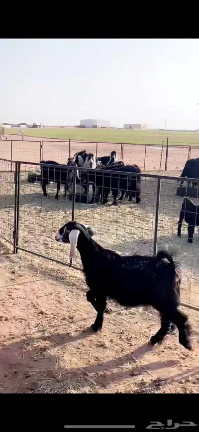 عنز مع بنتها فاخره وعرض فاخر ونادر تم البيع 0