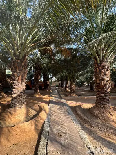 للبيع استراحة شمال مدينة بريدة مخطط البديع 15