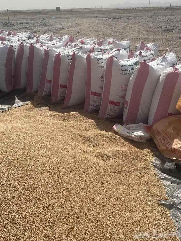 بر معيا ( قمح ) محصول هالسنة 0