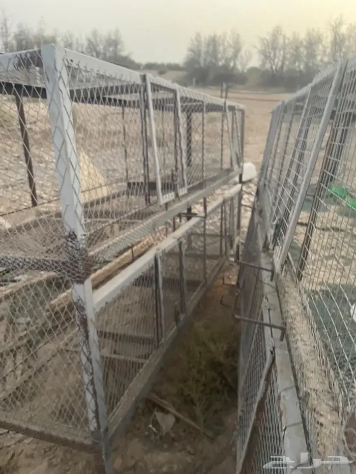 رفوف دجاج او حمام 4 عيون 2