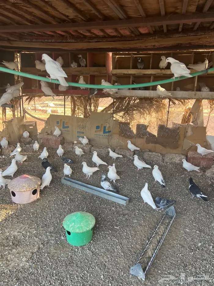 حمام فرنسي 0