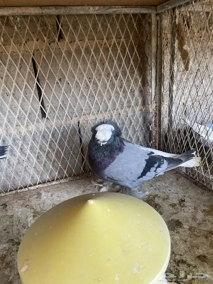 جوز نجفي بانتاجه 5