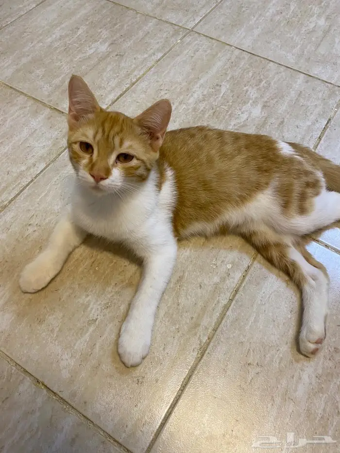 قطة للتبني 0