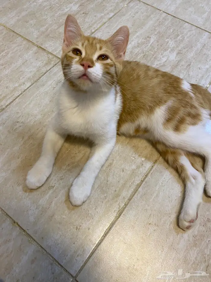 قطة للتبني 2