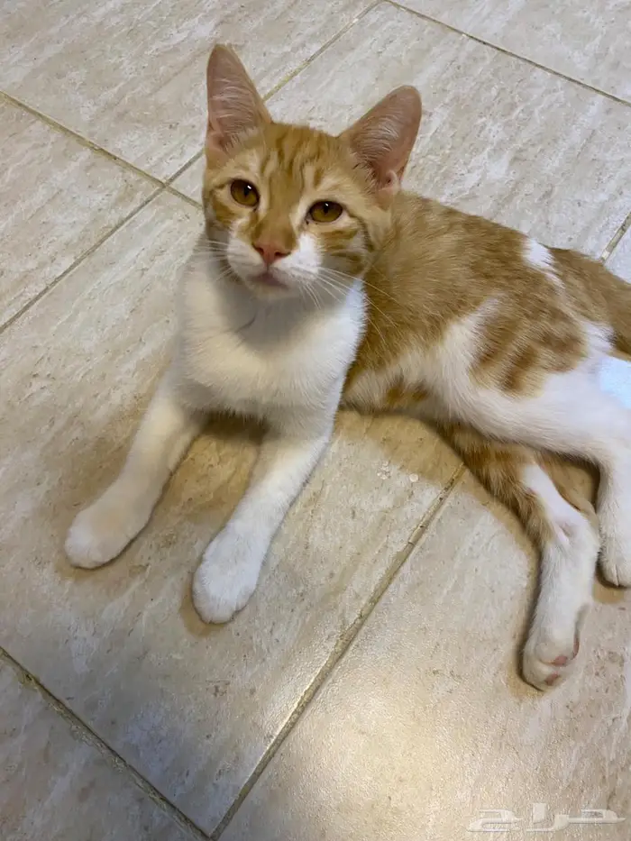 قطة للتبني 1