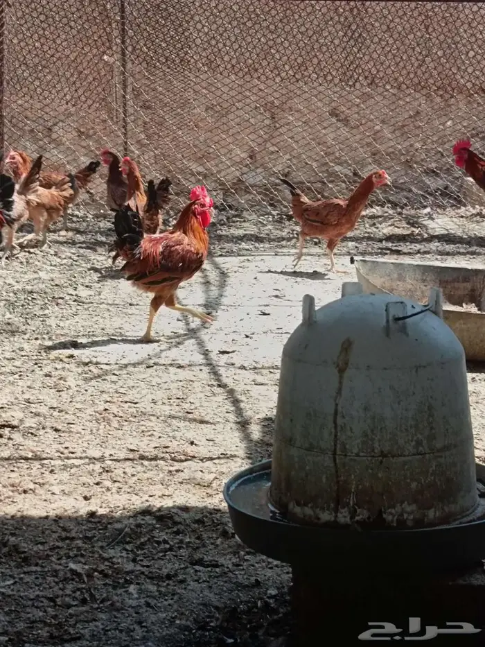 دجاج أمريكي بشاير الموقع تمير 2