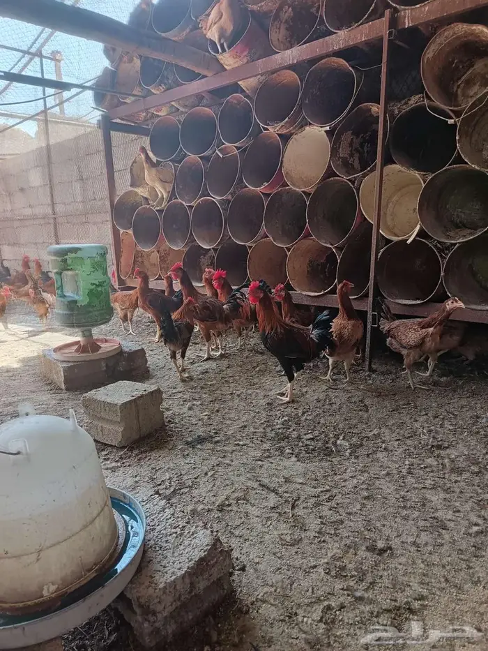 دجاج أمريكي بشاير الموقع تمير 1