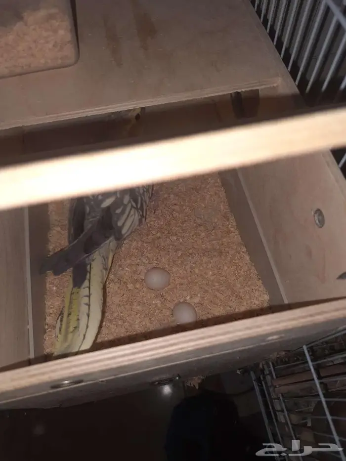 زوج كروان للبيع 0