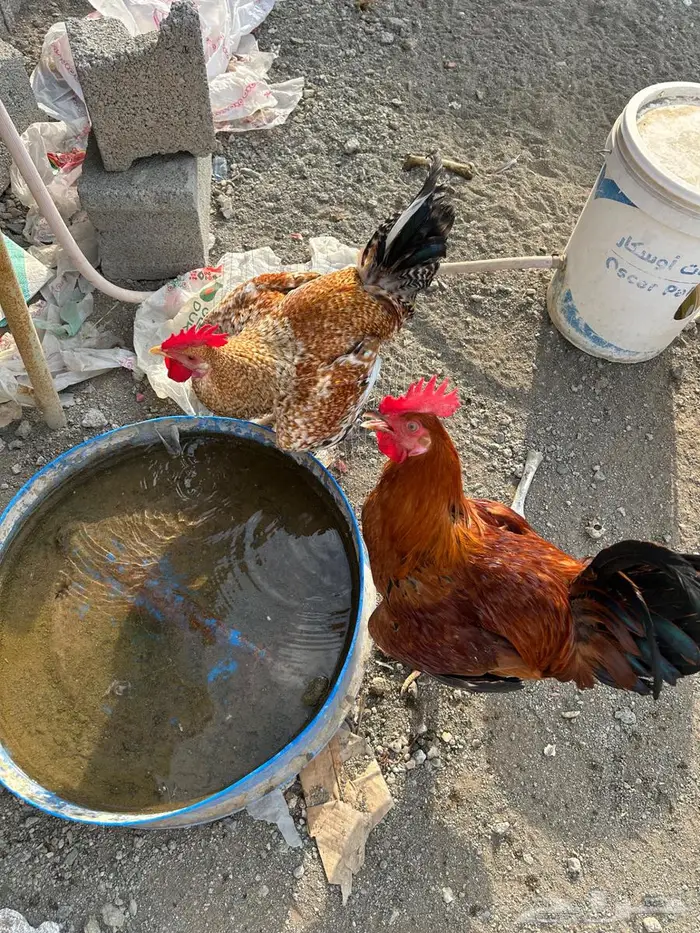 مكة المكرمة اللحيانية 0