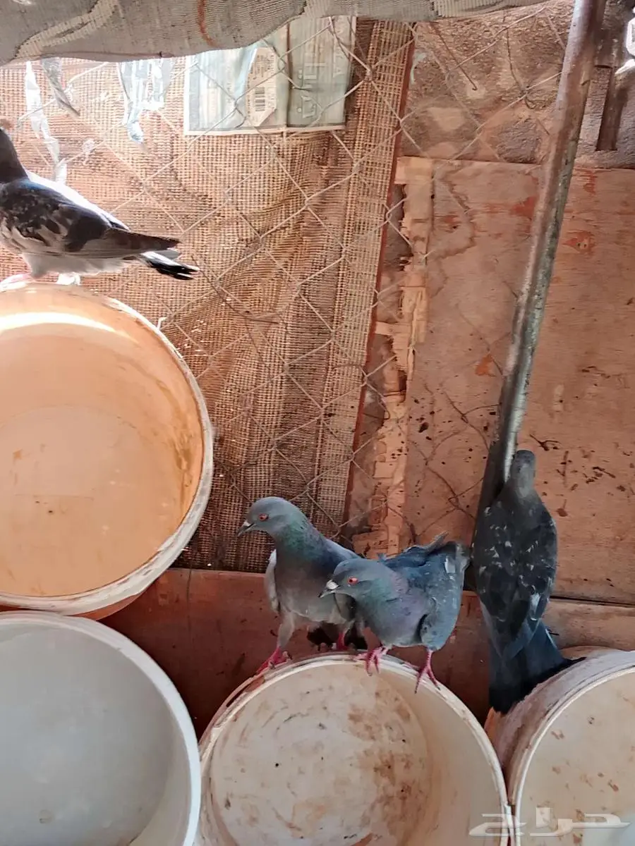 حمام من كل نوع للبيع 0