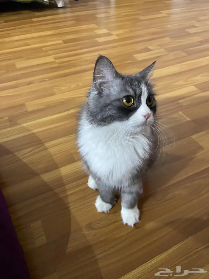 قطة للبيع 3