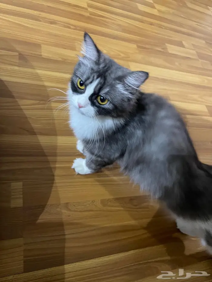 قطة للبيع 2
