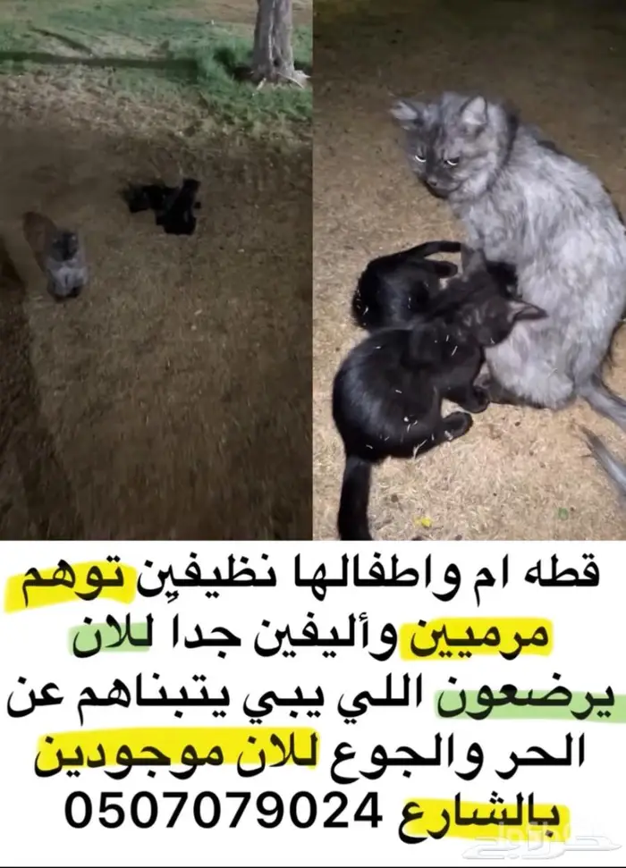قطه واولادها للتبني 0