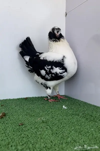 مودينا انثى قازي اسود 3