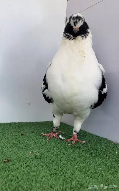 مودينا انثى قازي اسود 2