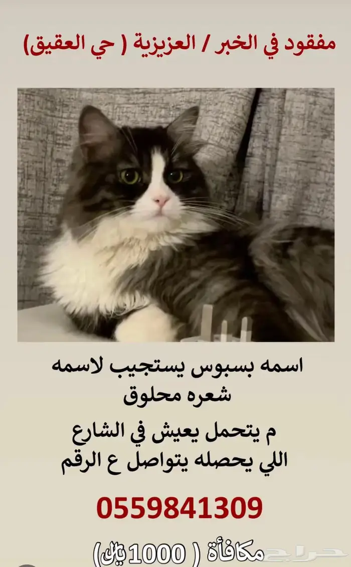 قط مفقود الخبر حي العزيزيه 0